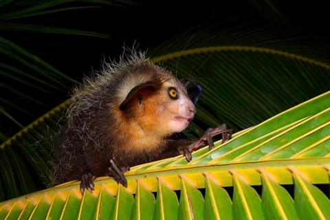 Aye-aye (Daubentonia madagascariensis) on a palm frond