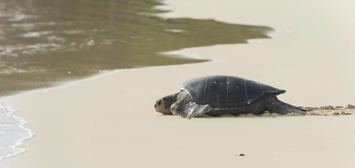 Green Sea Turtle or Pacific Green Turtle (Chelonia mydas japonica) on the way to the sea