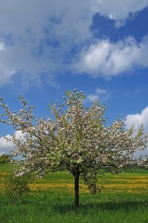 Blossoming Apple Tree (Malus domesticus)