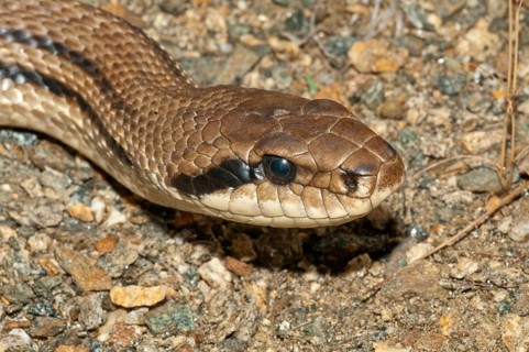 Four-lined Snake (Elaphe quatorlineata)