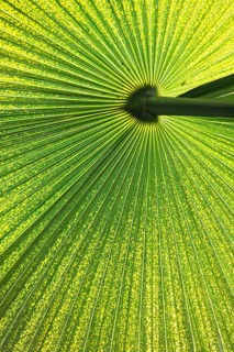 Chinese Windmill Palm (Trachycarpus fortunei)