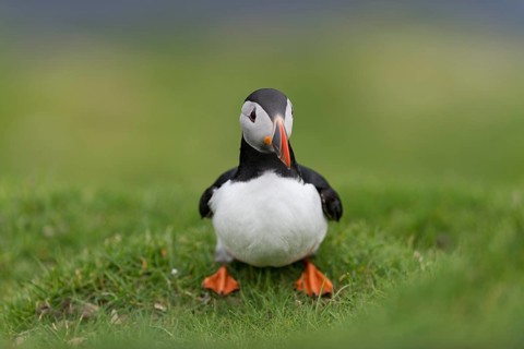 Puffin (Fratercula arctica)