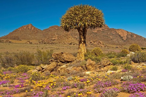 Quiver Tree or Kokerboom (Aloe dichotoma)