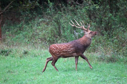 Sika Deer (Cervus nippon)
