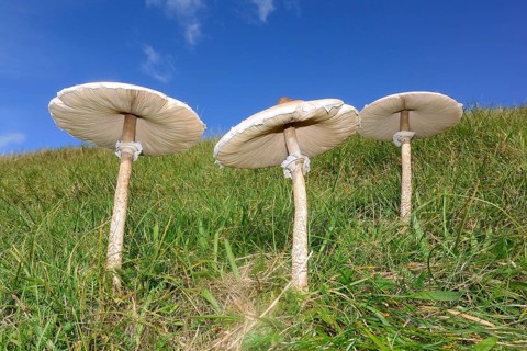 Parasol Mushrooms (Macrolepiota procera)