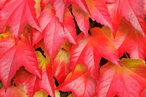 Boston ivy (Parthenocissus tricuspidata)