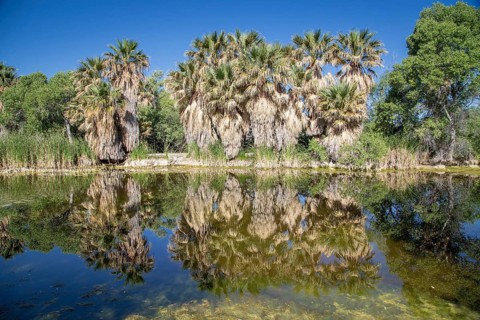 Riverbank vegetation