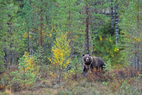 Brown Bear (Ursus arctos) in the autumnally coloured taiga or boreal forest