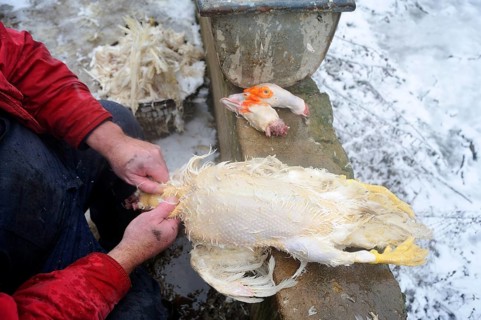 A freshly slaughtered duck is being plucked