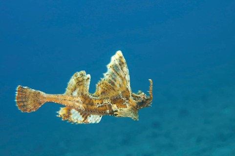 Barbed hunchback poacher (Agonomalus proboscidalis)