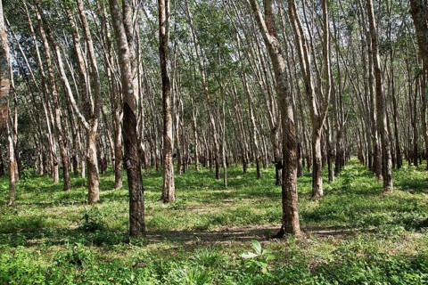 Rubber plantation