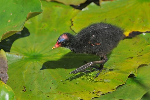 Common Moorhen or Swamp Chicken (Gallinula chloropus)
