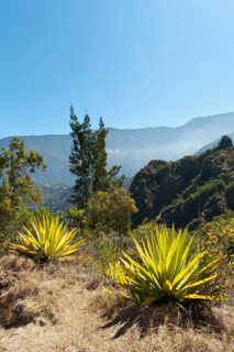 Agave (Agave) along the Sentier de la Chapelle route