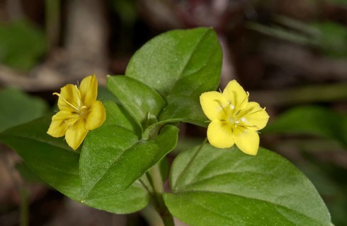 Yellow Pimpernel (Lysimachia nemorum)