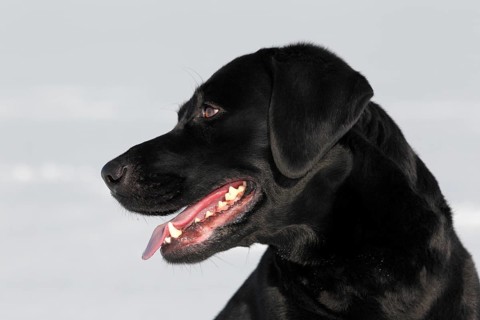 Black Labrador Retriever