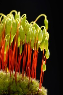 Sporophytes of Creeping feather-moss (Amblystegium serpens)
