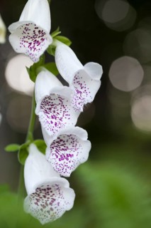 Purple Foxglove or Lady's Glove (Digitalis purpurea)