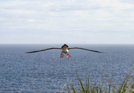 Black-browed Albatross or Black-browed Mollymawk (Thalassarche melanophris)