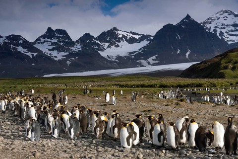 King Penguins (Aptenodytes patagonicus) in front of glaciers and a mountain scenery