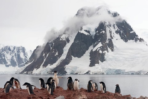 Colony of Adelie Penguins (Pygoscelis adeliae)