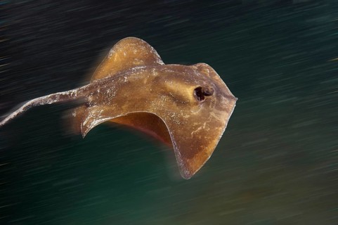 Common Stingray (Dasyatis pastinaca)