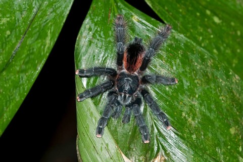 Pinktoe Tarantula (Avicularia avicularia)
