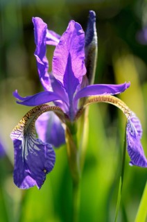 Siberian Iris (Iris sibirica)