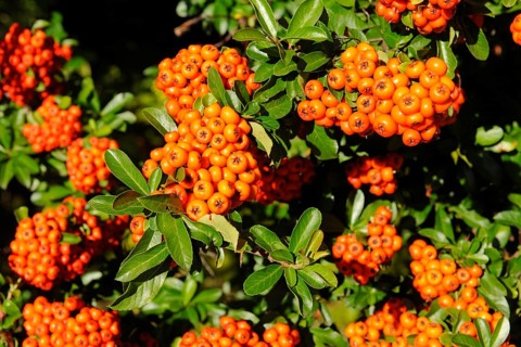 Firethorn or Pyracantha (Pyracantha sp.)