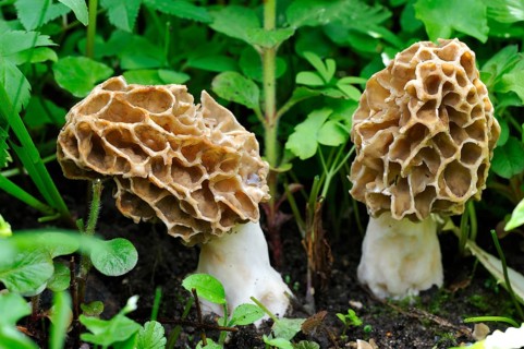 Two Black Morels (Morchella elata)
