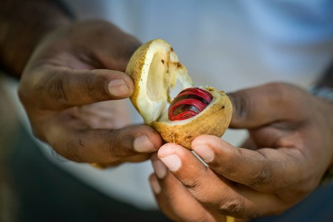 Hands holding a nutmeg with mace (Myristica fragrans) in its shell