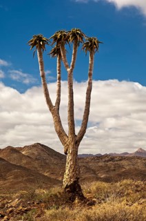 Giant Quiver Tree or Bastard Quiver Tree (Aloe pillansii)