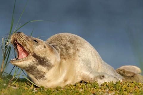 Harbour Seal (Phoca vitulina)