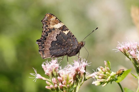 Small Tortoiseshell (Aglais urticae) butterfly showing the underside of its wing sitting on Hemp Agrimony (Eupatorium cannabinum)