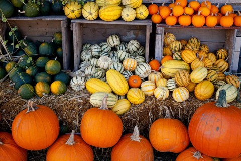 Pumpkins