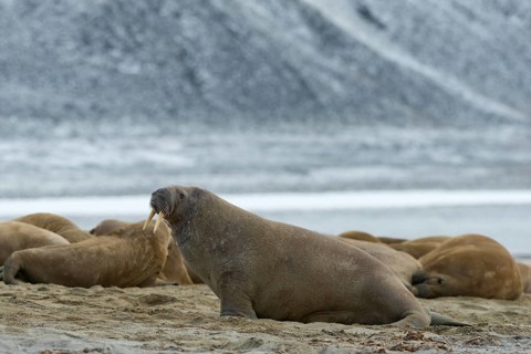 Walruses (Odobenus rosmarus)