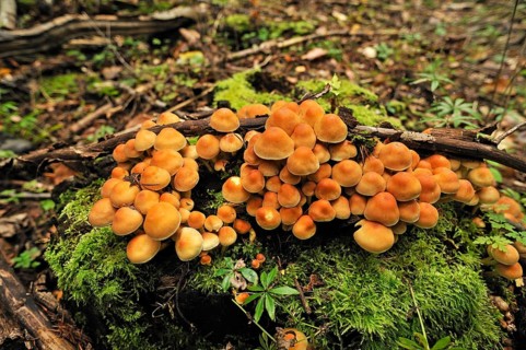 Sheathed Woodtuft (Kuehneromyces mutabilis)