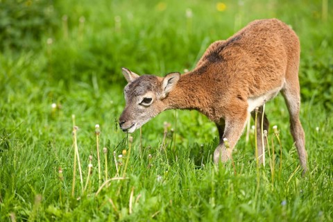 European Mouflon (Ovis ammon Musimon)