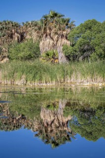 Riverbank vegetation