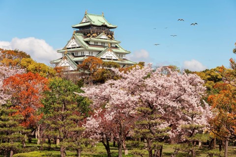 Osaka Castle with flowering cherry trees in the park