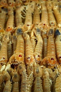 Fresh Connoce prawns