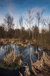 Bog in Schwenninger Moos Nature Reserve