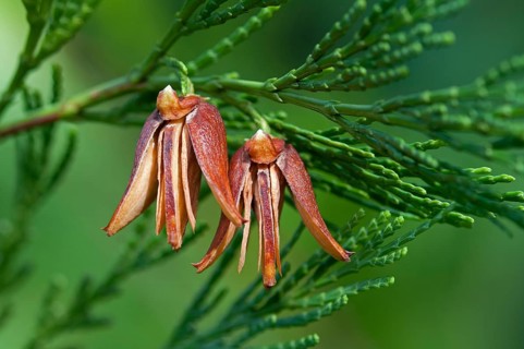 Mature female cones of the California Incense Cedar (Calocedrus decurrens