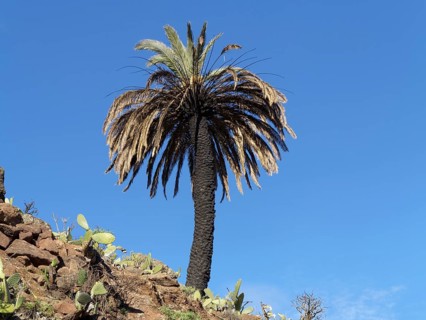 Palm tree with a burnt trunk