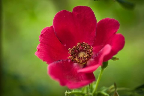 Shrub Rose (Rosa moyesii)