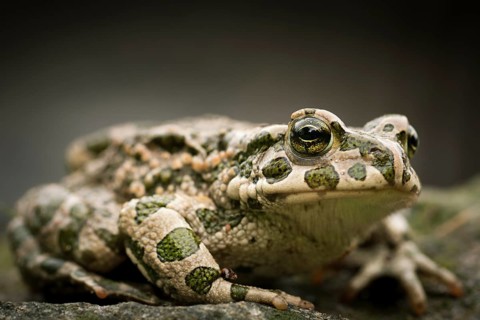 European Green Toad (Bufo viridis)