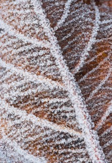 Hoarfrost on a leaf