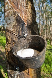 Latex production on a Para Rubber Tree or Sharinga Tree (Hevea brasiliensis) on a rubber plantation