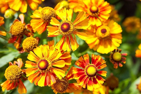 Sneezeweed (Helenium)