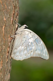 One-spotted Prepona (Archaeoprepona demophon) with a red proboscis