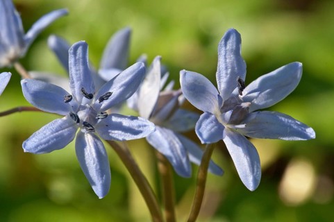 Flowers of Two-leaf Squill or Alpine Squill (Scilla bifolia)